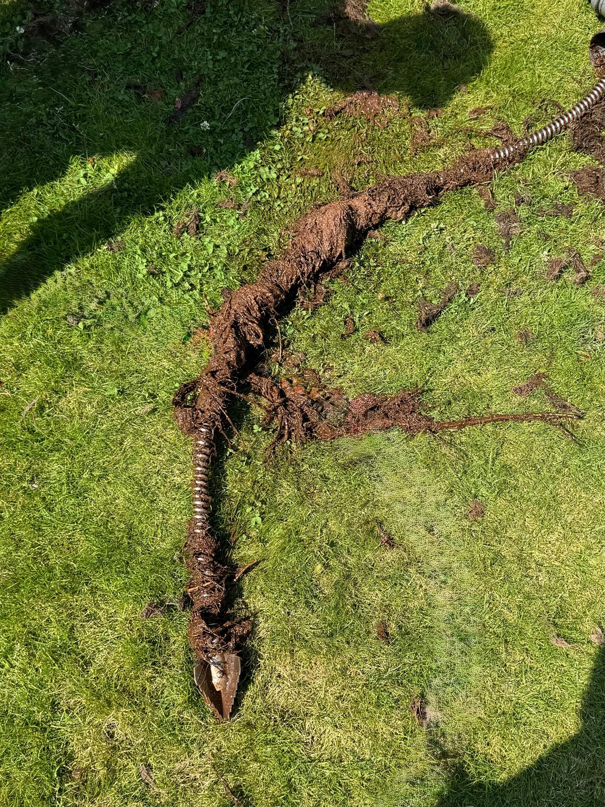 Ein einziger Wurzelstrang, mit der Spirale aus der Leitung gezogen
